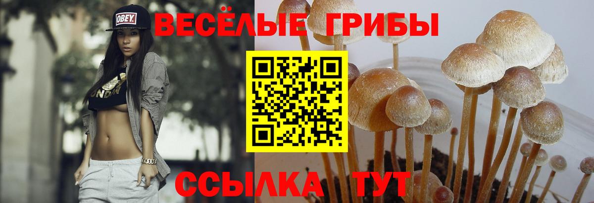 Новомосковск  Галлюциногенные грибы Magic Shrooms  наркота  Вход с VPN 